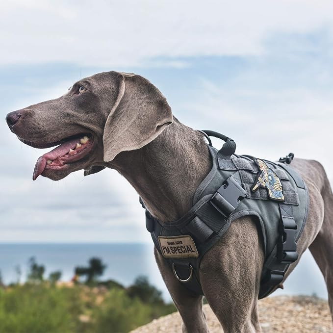OneTigris Tactical Dog Harness Vest No-Pull Service Dog Vest for Small Dogs | 1000D Pullable Nylon, with Control Handle and Hook & Loop Panels, Easy On & Off, Adjustable for Walking Training Gray S