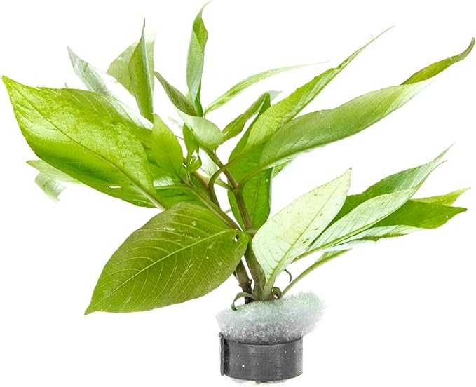 SubstrateSource Dwarf Hygrophila Corymbosa Siamensis Live Aquarium Plant - Freshwater Fish Tank Decorations and Natural Aquatic Decor (1)
