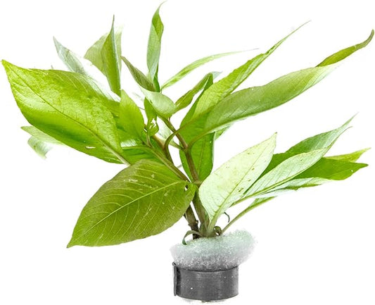 SubstrateSource Dwarf Hygrophila Corymbosa Siamensis Live Aquarium Plant - Freshwater Fish Tank Decorations and Natural Aquatic Decor (1)