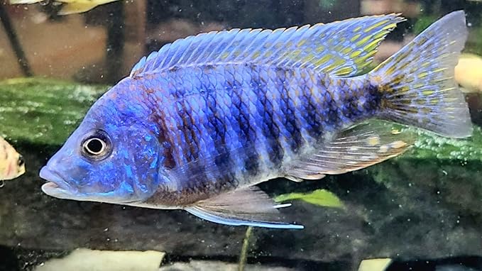 S&C AQUATICS MINI Beefheart & Soft BIT Mix,Beef Heart,Discus Food,Angel Fish Food,Cichlids (32oz - 2 LBS) A8