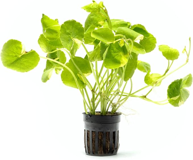 SubstrateSource Live Aquarium Stem Plants - Freshwater Aquatic Plant for Fish Tanks, Aquascaping - (Hydrocotyle Leucocephala Variegated, Pot)