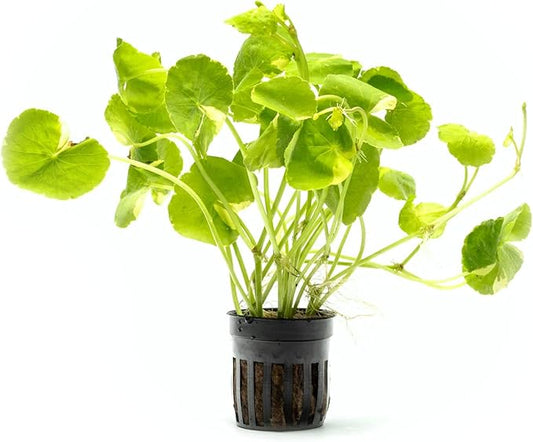 SubstrateSource Live Aquarium Stem Plants - Freshwater Aquatic Plant for Fish Tanks, Aquascaping - (Hydrocotyle Leucocephala Variegated, Pot)