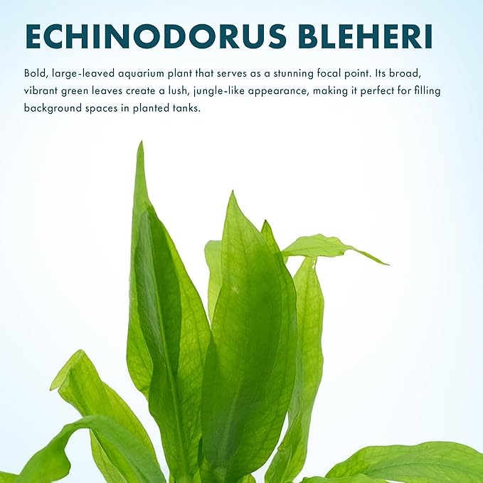SubstrateSource Live Plant - Amazon Sword (Echinodorus Bleheri) - Beginner Friendly, Easy Care, Medium Light, Midground to Background Placement - Freshwater Aquarium Decoration - 1 Bunch (4-5 Plants)