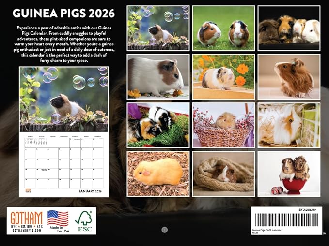 Guinea Pig Calendar 2026 Monthly Wall Calender 12 Month | American Made In The USA