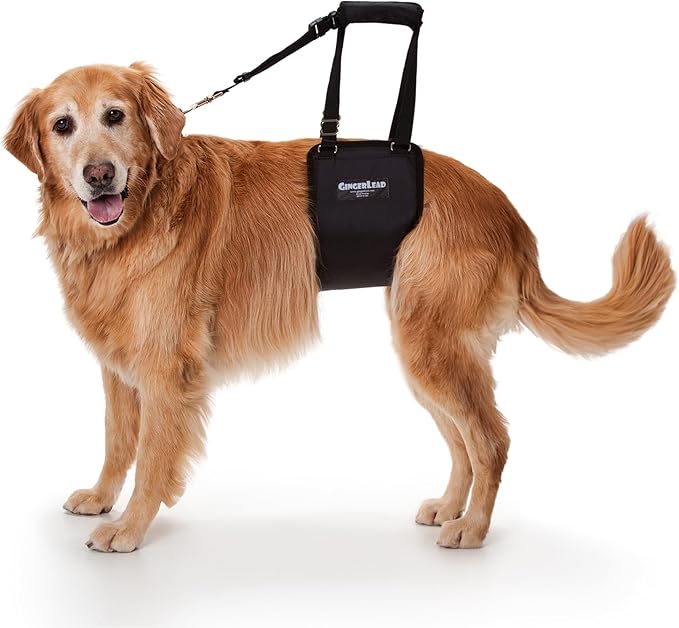 Dog Support Sling Rear Harness, Large Female, Machine Wash & Dry | Padded Rear Lift, Integrated Leash, Assist Senior K9s or Recovery from Knee/TPLO, Hip or Back Surgery, Made in U.S.A.