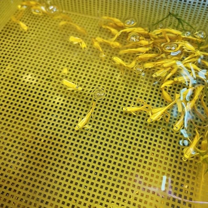 Live Full Gold Guppy Fry 12 Count Freshwater Aquarium Fish for Community and Planted Tanks Juvenile Guppies for Grow Out Aquariums Peaceful Tropical Fish with Live Arrival Guarantee