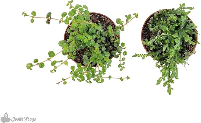 Josh's Frogs Tarantula Vivarium Bioactive Plant Kit (3x3x6 Terrarium)