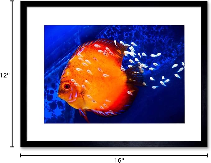 DISCUS FISH OCEAN SEA BLACK FRAME FRAMED ART PRINT PICTURE MOUNT B12X9188