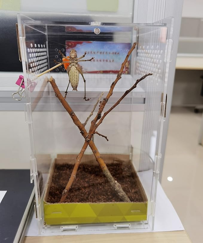 AWXZOM Magnetic Acrylic Case, micro habitat small Tarantula Enclosure enclosure for arboreal Tarantula Scorpion Sling Lizards Mantis Snake Gecko jumping spider snail Insect Isopods (4.7*4.7*7.8 inch)