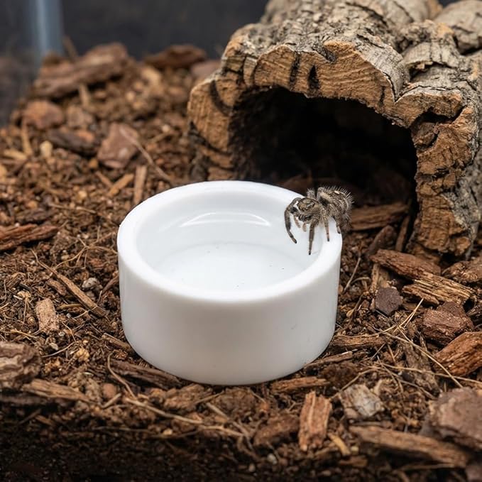 10 Pcs Spider Micro Water Bowl Tarantula Plastic Dish for Tarantula Spider Scorpion Cricket Snail Manti Millipede Tiny Bugs (White)