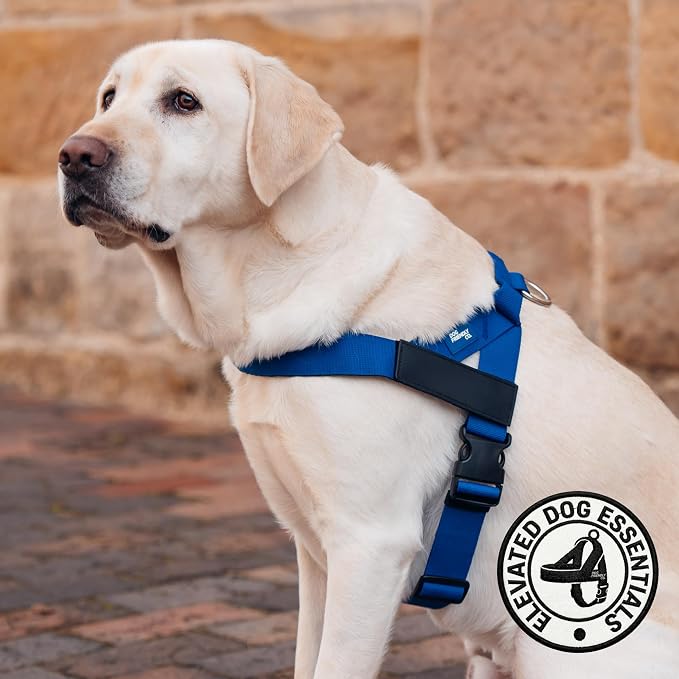 Dog Friendly Co. Dog Harness for Small Dogs (Classic Blue, Extra Small) | One Click Buckle, Chafe Resistant Webbing, Adjustable Neck & Chest, and Heavy Duty D-Ring, Sturdy Comfortable and Easy to Use