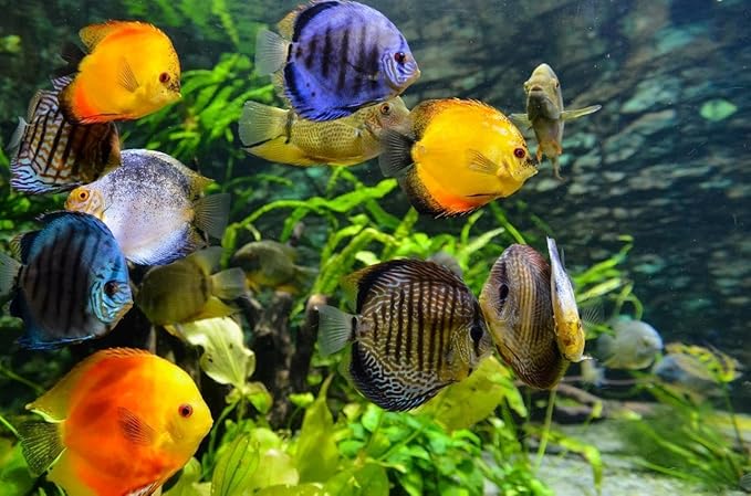 Aquatic Foods Inc. Freeze Dried California Blackworms with Our Beef Heart Mix for Discus, Cichlids, All Tropical Fish. Farmed and Freeze Dried in California USA! NOT Imported from Mexico…25 Grams