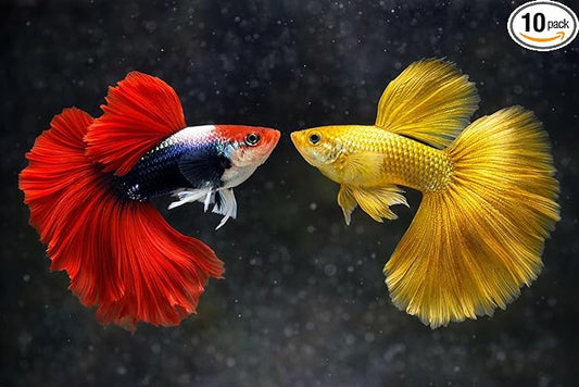 Premium Live Guppy Pack – HB Red Rose Halfmoon & Full Gold Guppy Fry (5+ Fish & 5 Fry) – Tropical Freshwater Aquarium Fish for Community & Planted Tanks – Live Arrival Guarantee