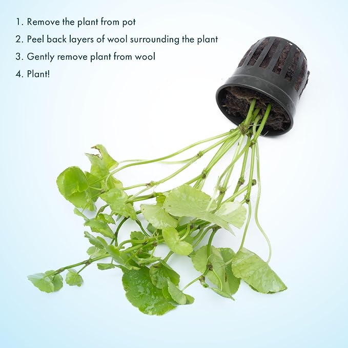 SubstrateSource Live Aquarium Stem Plants - Freshwater Aquatic Plant for Fish Tanks, Aquascaping - (Hydrocotyle Leucocephala Variegated, Pot)