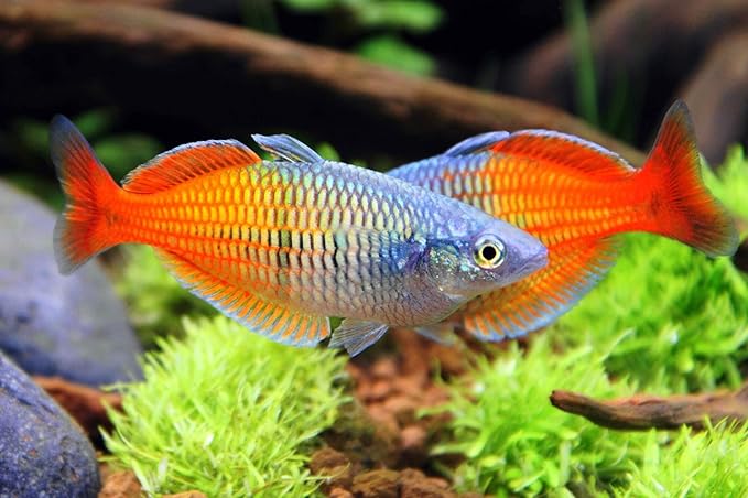 Neat&Tidy Boesemani Rainbow Fish (Pack of 3) - Live Exotic Freshwater Aquarium Fish