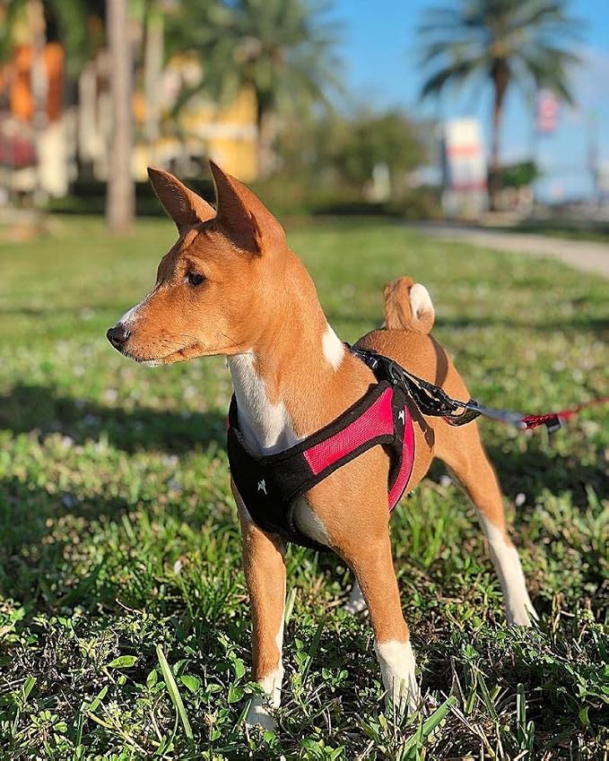 Gooby Escape Free Easy Fit Dog Harness, Step-in, Red, X-Small | Patented escape-free frame; Contracts if they back out; Step-in easy on/off; Machine washable; Light POM leash ring