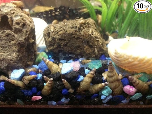 10 MALAYSIAN TRUMPET SNAILS ALGAE EATERS LIVE FRESHWATER AQUARIUM SNAILS MTS