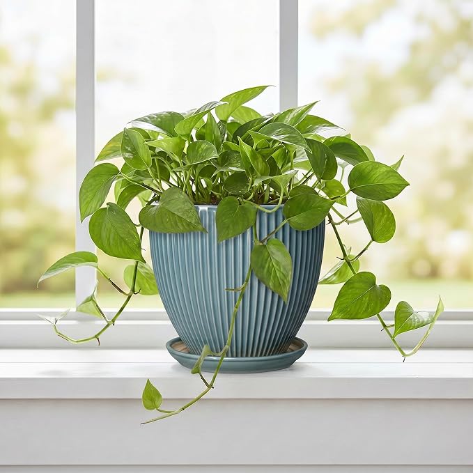 6 Inch Plant Pot Indoor, Ceramic Pots for Snake Succulent Plants, Decorative Round Flower Pots with Drainage Hole and Saucer, Modern Planter, Bookshelf Decor, Gifts for Men Women, Glaze Blue