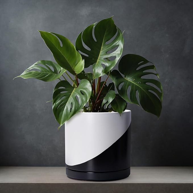 D'vine Dev 12 Inch Ceramic Planter Pot, Black White Diagonal, 94-O-F-K | Modern Cylinder Design, Drainage Hole & Saucer Included, Stable Structure, Elegant Home Accent