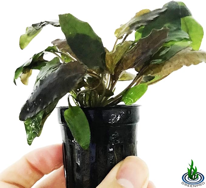 Cryptocoryne Wendtii Tropica Potted Live Aquarium Plants Freshwater Fish Tank Decorations