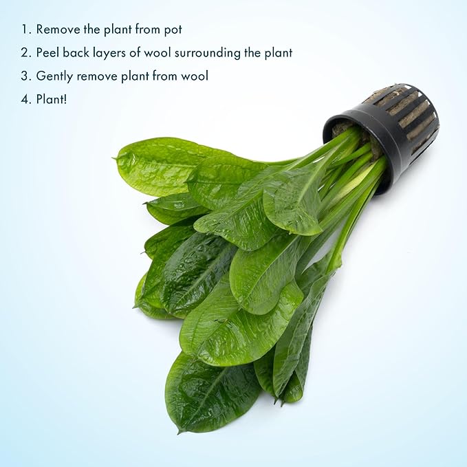 SubstrateSource Echinodorus Parviflorus Rosette Sword Live Plant for Freshwater Aquariums, Natural Fish Tank Decorations, and Aquatic Decor (1 Pot (2-3 Plants))