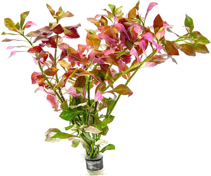 SubstrateSource Live Plants – Ludwigia Ovalis – Moderate to High Light, Green to Orange, Midground Accent – Lead Bunch, 4 Pack