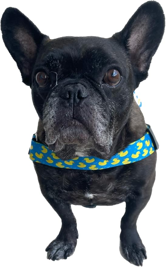 Adjustable Dog Harness– No Pull, No Choke – for English Bulldogs, French Bulldogs, Pugs & Broad-Chested Breeds – Easy, Safe Walks (Sky-Duck, Medium)