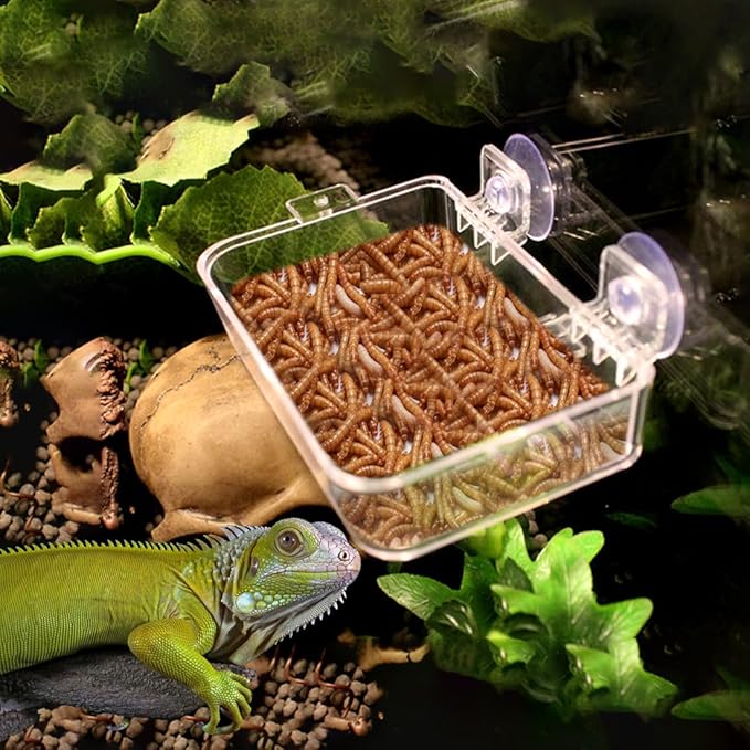 Reptile Feeder Chameleon Bowl 2 Pcs Anti-Escape Food Dish Bowl with Suction Cup for Chameleon Iguana Lizard Reptile Food and Water Feeding (White, M)