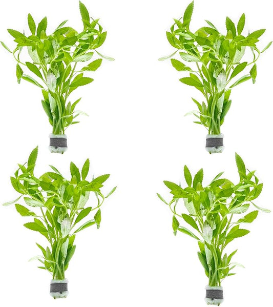 SubstrateSource Live Aquarium Stem Plants - Freshwater Aquatic Plant for Fish Tanks, Aquascaping - (Limnophila Belem, 4 Bunches)