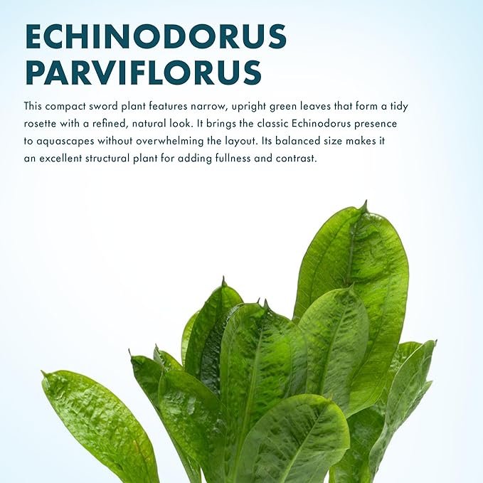 SubstrateSource Echinodorus Parviflorus Rosette Sword Live Plant for Freshwater Aquariums, Natural Fish Tank Decorations, and Aquatic Decor (1 Pot (2-3 Plants))