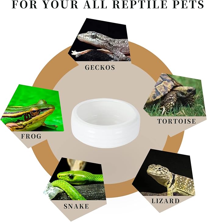 Reptile Food Bowls Ceramic Round Reptile Water Food Dish, Pet Food Bowl for Lizards, Small Snakes, Young Bearded Dragons, Gecko Tortoise Spider (White, Medium-2Pack)