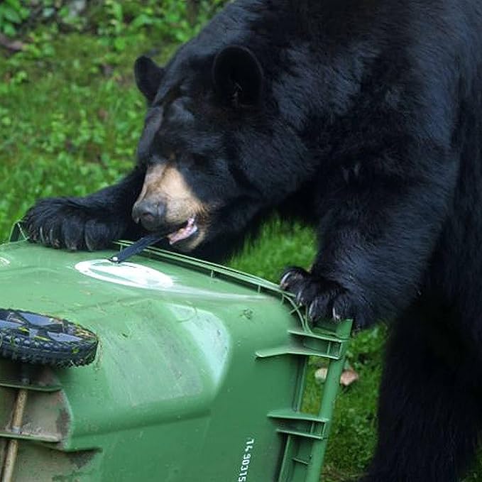 Ultimate Black Bear Trash Lock -Certified Black Bear Resistant, Patented, Animal Proof existing Trash cans, Four Straps. Also Works for Wind, Raccoon, Opossum, and Other varmints/Critters