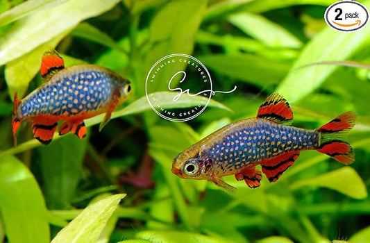 Swimming Creatures™ Most Popular Freshwater Aquarium Fish Collection, Live (6 Galaxy RASBORAS)