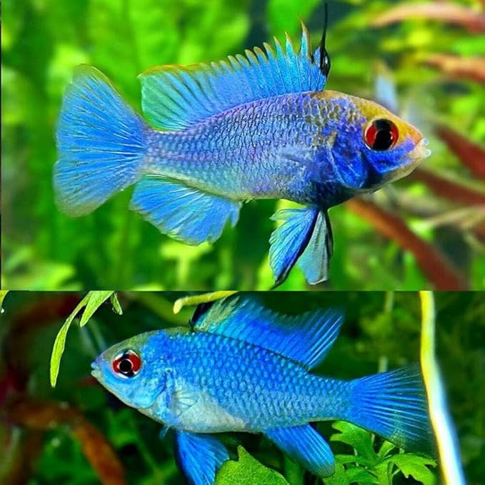 Electric Blue Ram Cichlid (Pack of 2 Fish) - Aquarium Exotic Freshwater Live Fish
