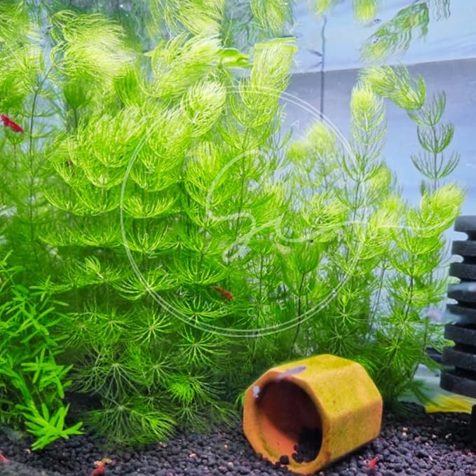 Swimming Creatures™ Live Aquarium Plants (1 Large Bunch Hornwort)