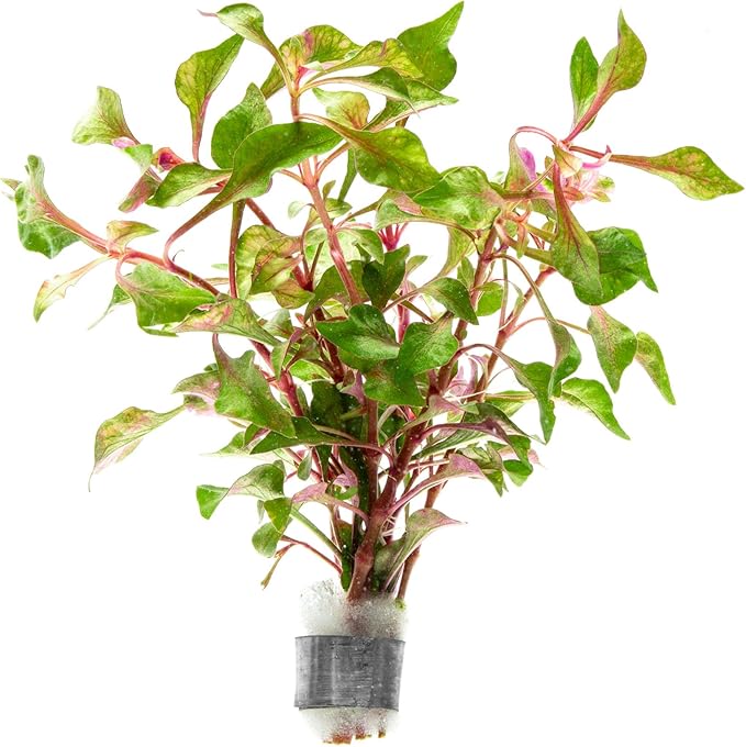 SubstrateSource Alternanthera Bettzickiana - Decorative Live Aquatic Plant for Terrariums and Paludariums - (Bettzickiana, 1 Bunch)