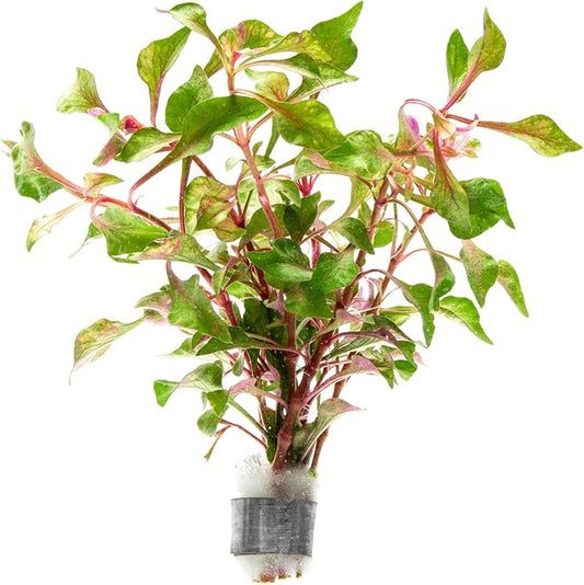 SubstrateSource Alternanthera Bettzickiana - Decorative Live Aquatic Plant for Terrariums and Paludariums - (Bettzickiana, 1 Bunch)