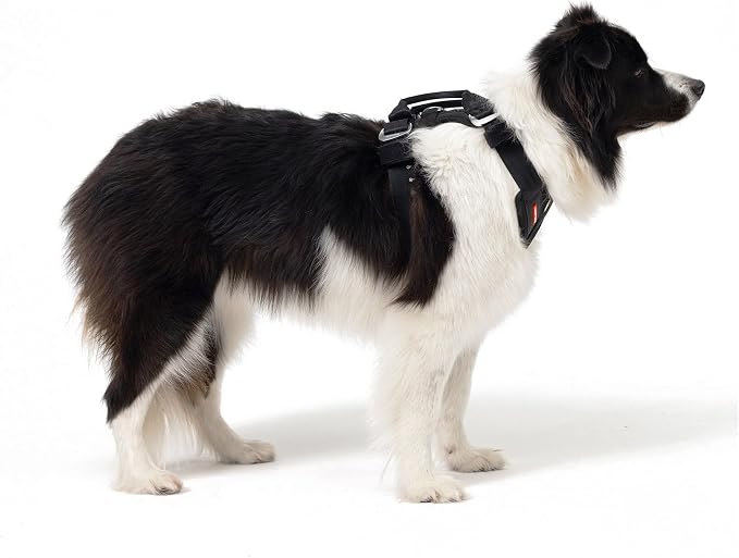 EzyDog Drive Dog Car Harness, Crash Tested and Certified - Medium | US-FMVSS 213 Certified Dog Seat Belt Harness, Adjustable, Padded Comfort Chest Plate, Dual Metal SR Buckles