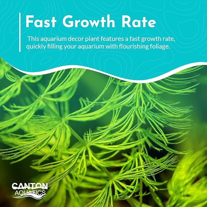 Live Aquarium 6 Hornwort Coontail Indoor Plants - Excellent Aquarium Plant - Beautiful Effect to Aquarium - Fast Growth, Long Lasting & Easy to Care Aquatic Plants - Pack 6
