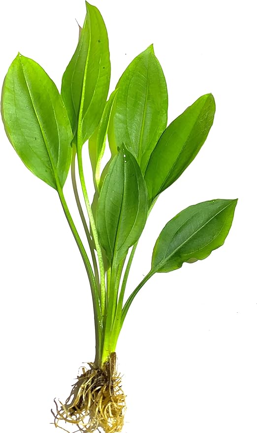 Marcus Fish Tanks - Amazon Sword Echinodorus Bleheri Easy Live Aquarium Plants for Aquatic Freshwater Fish Tank Buy 2 GET 1