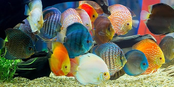 Ultra Beef Heart,Krill & Spirulina Flake Food Mix for Discus,Angelfish & Cichlids, All Tropical Fish,A334 (2oz)