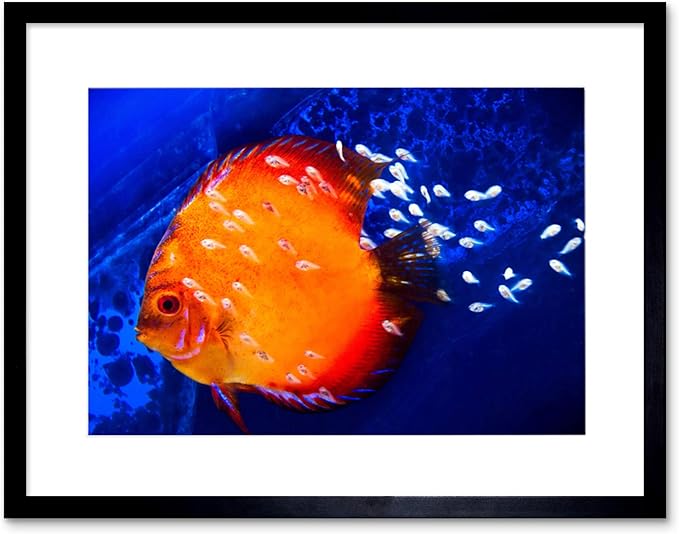 DISCUS FISH OCEAN SEA BLACK FRAME FRAMED ART PRINT PICTURE MOUNT B12X9188