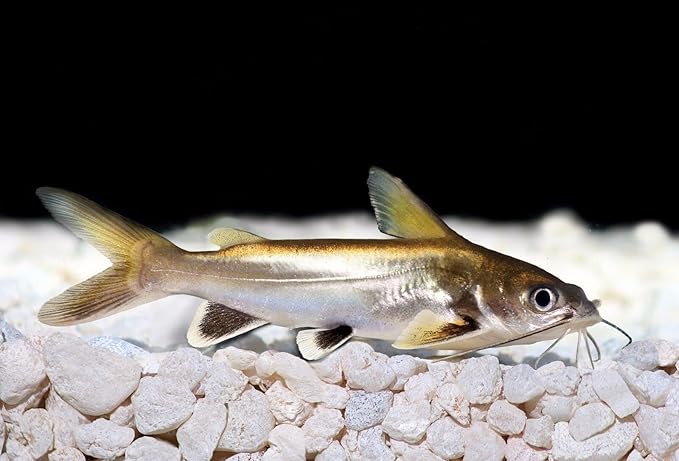 Mini Beefheart Sticks with Spirulina,Krill,Kelp,Garlic,Brine Shrimp & Plankton A383 (2oz)