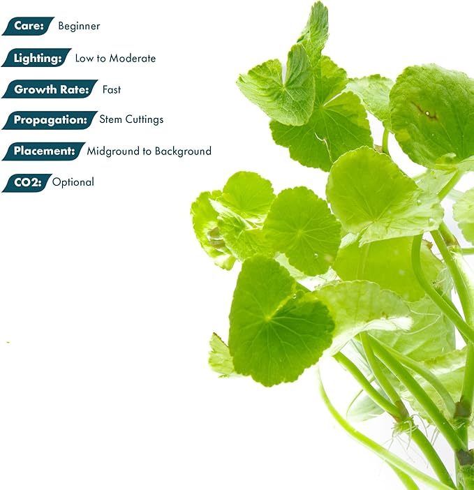SubstrateSource Live Aquarium Stem Plants - Freshwater Aquatic Plant for Fish Tanks, Aquascaping - (Hydrocotyle Leucocephala Variegated, Pot)