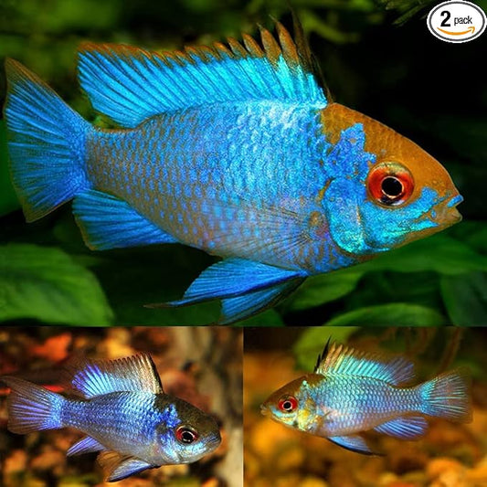 Electric Blue Ram Cichlid (Pack of 2 Fish) - Aquarium Exotic Freshwater Live Fish