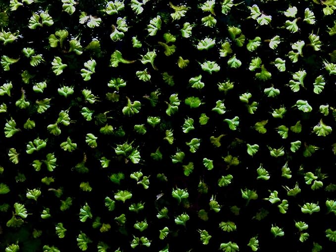 40+ Riccia Water Spangles Live Aquarium Floating Plant (Ricciocarpos Natans) by Aquarigram (Plants Only)