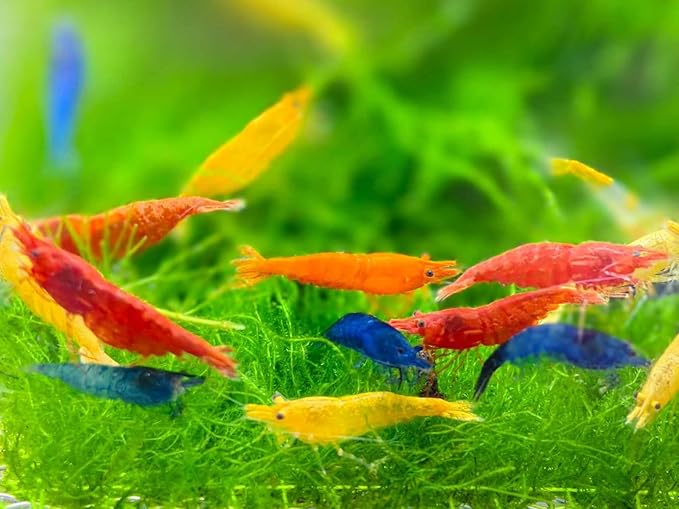 100 + Mixed Color Neocaridina Live Freshwater Aquarium Shrimps for Aquarium Beeding Age Young Adults 1/2-1 inch Long. Live Arrival Guarantee.