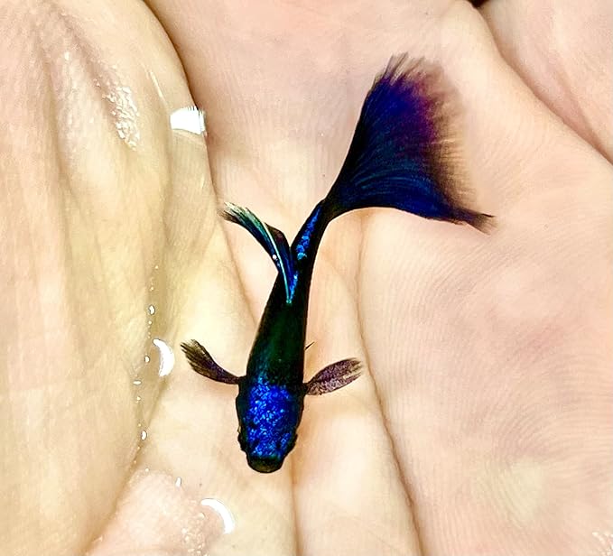 Generic 1 Breeding Pair- Blue Tarzan- New Strain Live Guppy Fish, 3 months