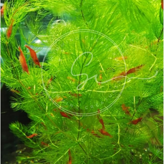 Swimming Creatures™ Live Aquarium Plants (1 Large Bunch Hornwort)