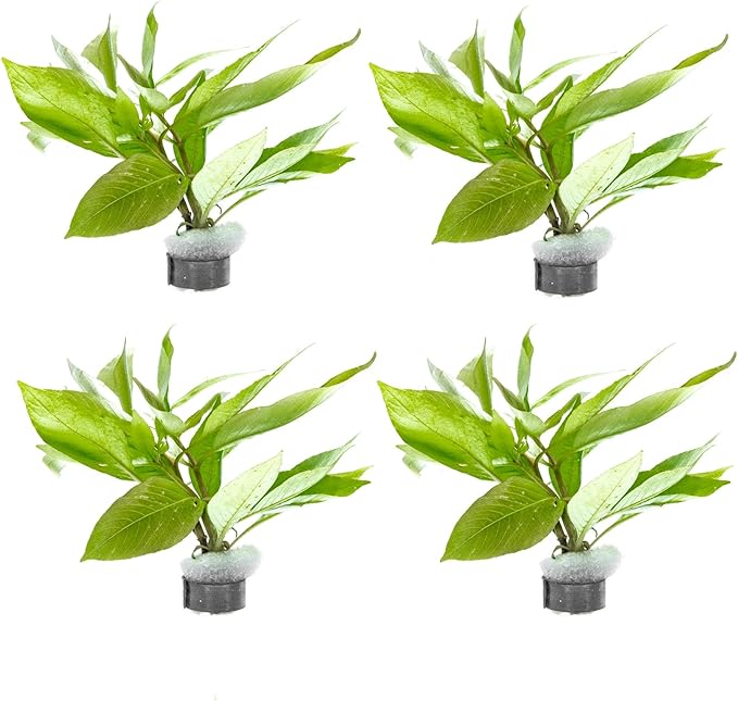 SubstrateSource Dwarf Hygrophila Corymbosa Siamensis Live Aquarium Plant - Freshwater Fish Tank Decorations and Natural Aquatic Decor (4)